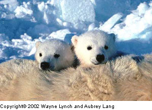 PolarBearCubs.jpg