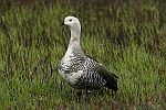 Upland Goose.jpg