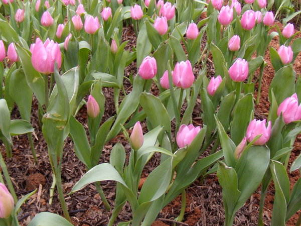 湖南省植物園 028.jpg