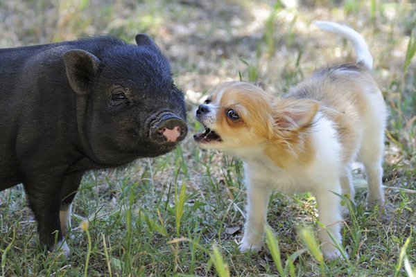 Do-Pot-Belly-Pigs-Get-Along-Well-With-Dogs.jpg