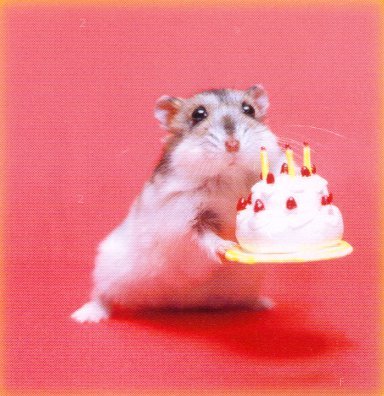 hamster_cake.jpe