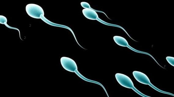 sperm.jpg