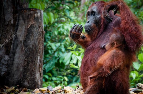 depositphotos_85755800-stock-photo-sitting-orang-utan-with-baby.jpg