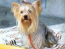 yorkshireterrier01.jpg