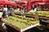 Dolac Market4.jpg