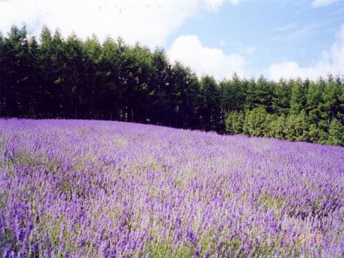 北海道的薰衣草 1.jpg