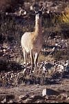 四種駱馬之一 (Guanaco).jpg