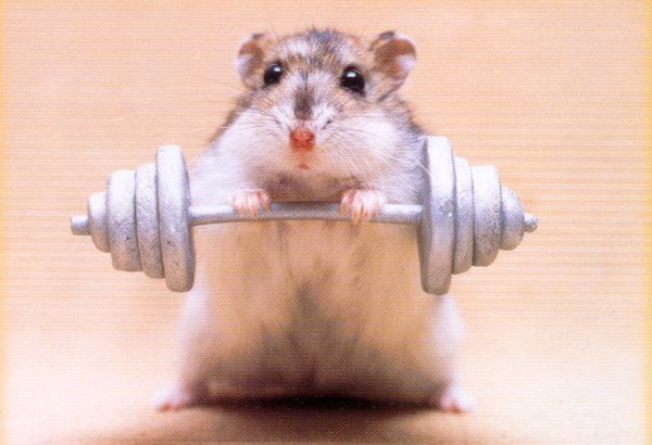 hamster_weights.jpe