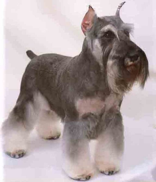 Schnauzer.jpg