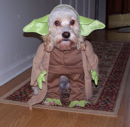 yoda_dog.jpg