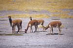 四種駱馬之二 (Vicunas).jpg