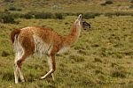 Guanaco1.jpg