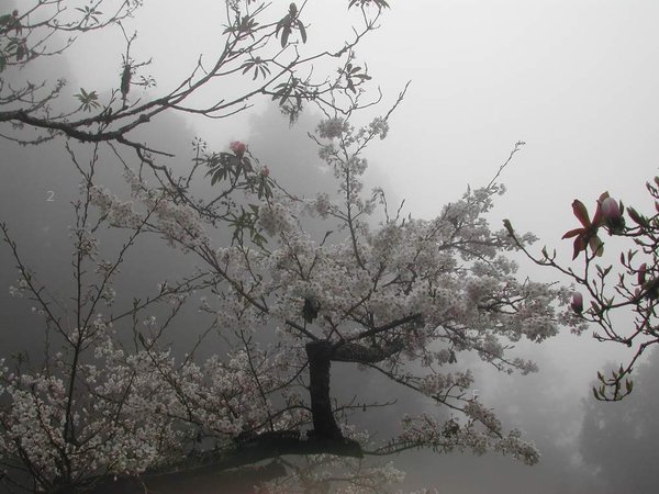 阿里山~~梅花.jpg