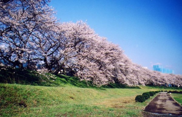 足羽川堤.jpg